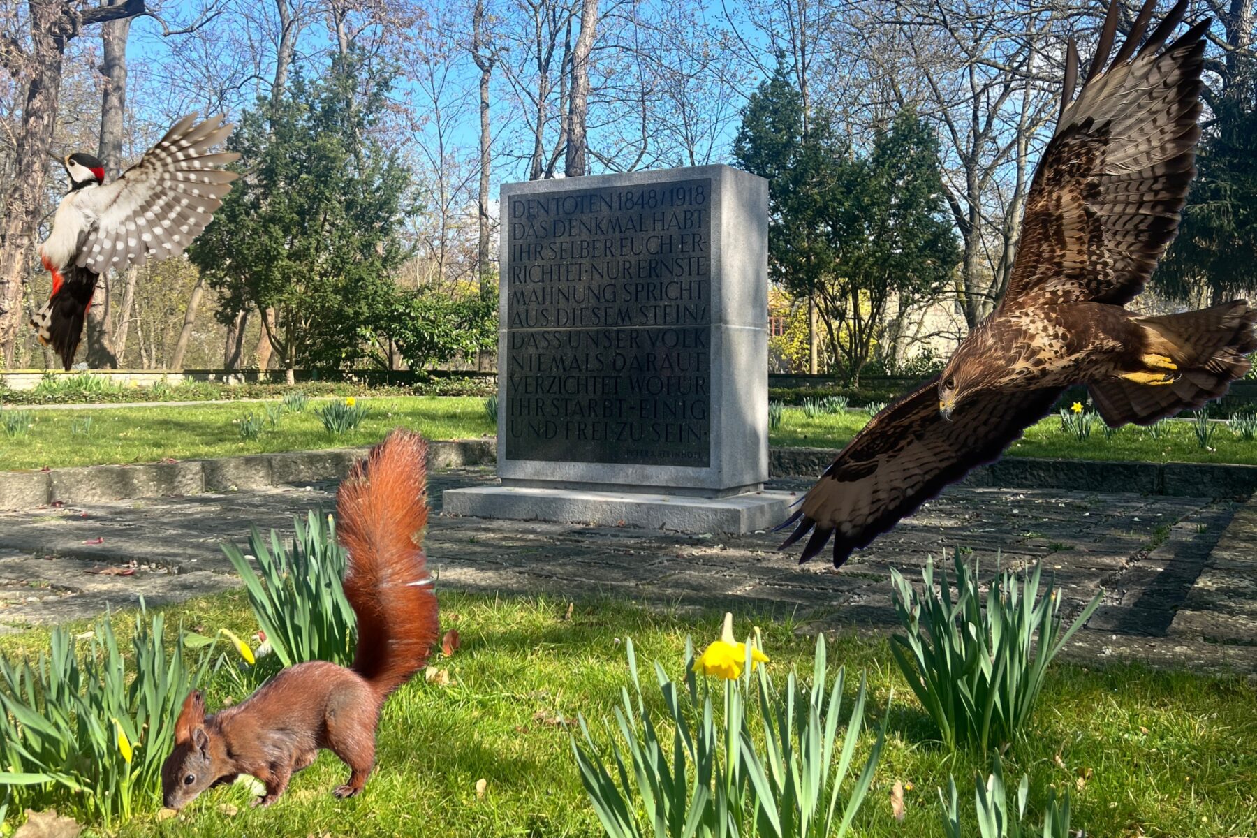 Bildercollage vom Garten des Friedhof der Märzegafallenen mit überdimensionierten Tieren. Ein Eichhörnchen, ein Mäusebussard im Flug und ein Sprecht an einem Baum.